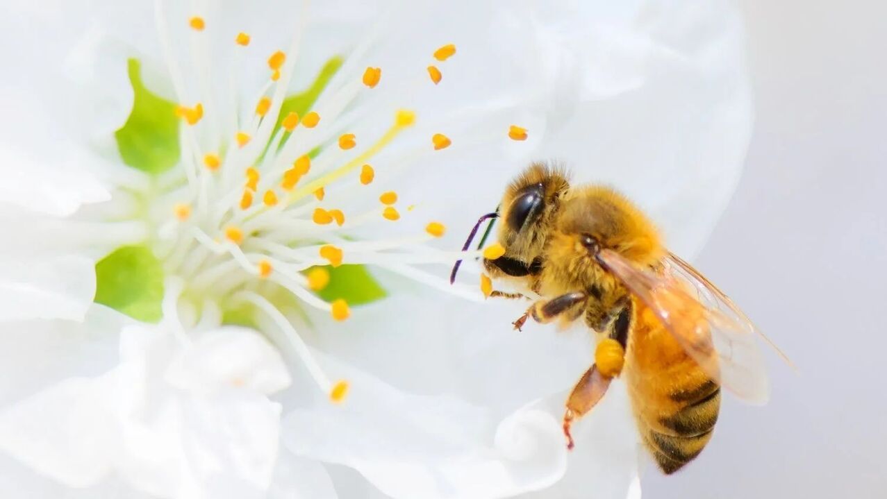 повећање пениса убодом пчела