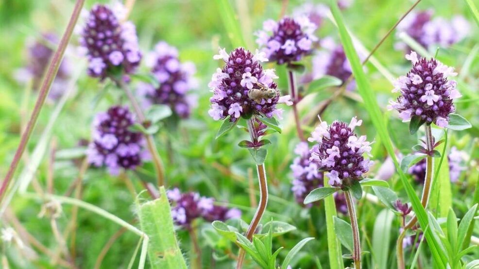 трава тимијана за повећање пениса